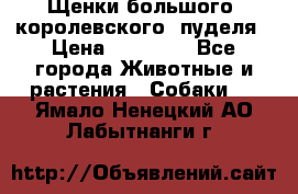 Щенки большого (королевского) пуделя › Цена ­ 25 000 - Все города Животные и растения » Собаки   . Ямало-Ненецкий АО,Лабытнанги г.